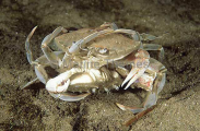 Sand Crabs (Portunus tenuipes) Sand Crabs (Portunus tenuipes)