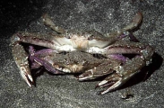 Swimming Crabs (Portunus xantusii)