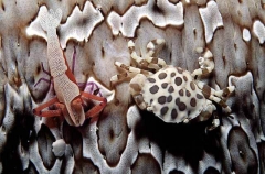 Emperor Shrimp (Periclimenes imperator) Emperor Shrimp (Periclimenes imperator)