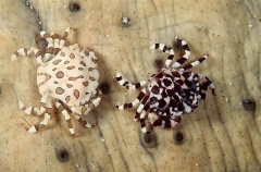 Harlequin Crabs (Lissocarcinus orbicularis)