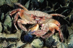 Red Swimmer Crab (Netocarcinus tuberculosus)