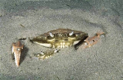 Sand Crabs (Portunus tenuipes)