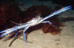 Blue Swimmer Crab (Portunus pelagicus) Blue Swimmer Crab (Portunus pelagicus)