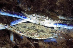 Blue Swimmer Crabs (Portunus pelagicus) Blue Swimmer Crabs (Portunus pelagicus)
