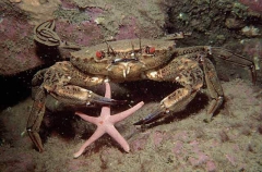Velvet Swimmer Crab (Liocarcinus puber)