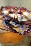 Hawaiian Swimming Crab (Charybdis hawaiiensis) Hawaiian Swimming Crab (Charybdis hawaiiensis)