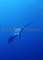 Broadbill Swordfish (Xiphias gladius) Broadbill Swordfish (Xiphias gladius)