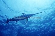 Broadbill Swordfish (Xiphias gladius) Broadbill Swordfish (Xiphias gladius)