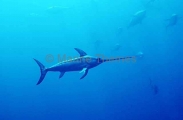Broadbill Swordfish (Xiphias gladius) Broadbill Swordfish (Xiphias gladius)