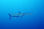 Broadbill Swordfish (Xiphias gladius) Broadbill Swordfish (Xiphias gladius)