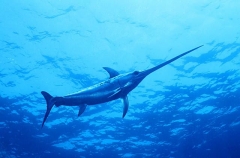 Broadbill Swordfish (Xiphias gladius) Broadbill Swordfish (Xiphias gladius)