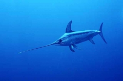 Broadbill Swordfish (Xiphias gladius) Broadbill Swordfish (Xiphias gladius)