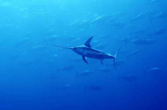 Broadbill Swordfish (Xiphias gladius) Broadbill Swordfish (Xiphias gladius)