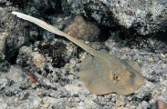 Blue-spotted Fantail Stingray (Taeniura lymma) Blue-spotted Fantail Stingray (Taeniura lymma)