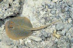 Blue-spotted Fantail Stingray (Taeniura lymma) Blue-spotted Fantail Stingray (Taeniura lymma)