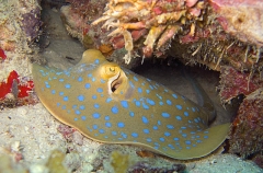Blue Spotted Fantail Ray (Taeniura lymma) Blue Spotted Fantail Ray (Taeniura lymma)