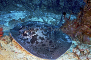 Blotched Fantail Ray (Taeniura meyeni) Blotched Fantail Ray (Taeniura meyeni)