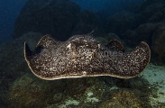 Blotched Fantail Ray (Taeniura meyeni) Blotched Fantail Ray (Taeniura meyeni)