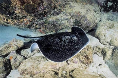Blotched Fantail Ray (Taeniura meyeni)