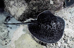 Blotched Fantail Ray (Taeniura meyeni)