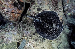 Blotched Fantail Ray (Taeniura meyeni)