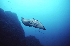 Blotched Fantail Ray (Taeniura meyeni) Blotched Fantail Ray (Taeniura meyeni)