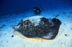 Blotched Fantail Ray (Taeniura meyeni) Blotched Fantail Ray (Taeniura meyeni)