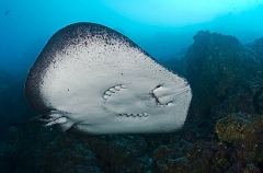 Blotched Fantail Ray (Taeniura meyeni) Blotched Fantail Ray (Taeniura meyeni)