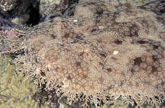 Tasselled Wobbegong (Eucrossorhinus dasypogon)