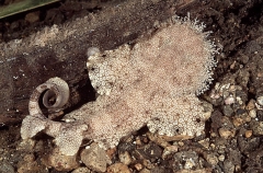 Tasselled Wobbegong (Eucrossorhinus dasypogon) Tasselled Wobbegong (Eucrossorhinus dasypogon)