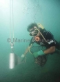 Pearl diver holding safety shotline while searching for pearl shell. Pearl diver holding safety shotline while searching for pearl shell.