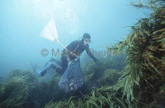 Professional abalone diver working on sea bed with catch bag and float. Professional abalone diver working on sea bed with catch bag and float.