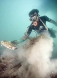 Pearl diver collecting pearl shell.