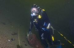 Commercial diver working inside floating pen used to cultivate Salmon for aquaculture industry. Commercial diver working inside floating pen used to cultivate Salmon for aquaculture industry.