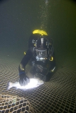 Commercial diver cleaning out dead Atlantic Salmon (Salmo salar) Commercial diver cleaning out dead Atlantic Salmon (Salmo salar)