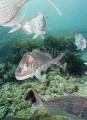 Snapper (Chrysophrys auratus) Snapper (Chrysophrys auratus)