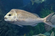 Snapper (Chrysophrys auratus) Snapper (Chrysophrys auratus)
