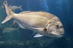 Snapper (Chrysophrys auratus) Snapper (Chrysophrys auratus)