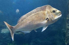 Snapper (Chrysophrys auratus)