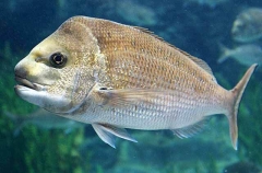 Snapper (Chrysophrys auratus)