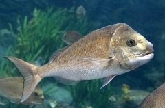 Snapper (Chrysophrys auratus)