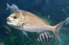 Snapper (Chrysophrys auratus)