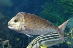 Snapper (Chrysophrys auratus)
