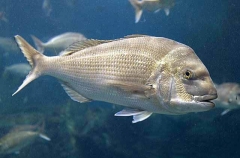 Snapper (Chrysophrys auratus) Snapper (Chrysophrys auratus)