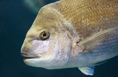 Snapper (Chrysophrys auratus) Snapper (Chrysophrys auratus)