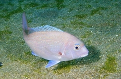 Red Seabream (Pagrus major) Red Seabream (Pagrus major)