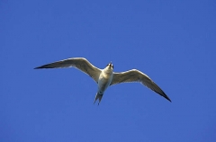 Fairy Tern (Sterna nereis) Fairy Tern (Sterna nereis)