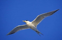 Fairy Tern (Sterna nereis) Fairy Tern (Sterna nereis)
