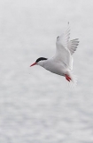 Arctic Tern (Sterna paradisaea) Arctic Tern (Sterna paradisaea)