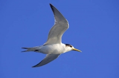 Fairy Tern (Sterna nereis) Fairy Tern (Sterna nereis)